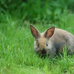 A hare in a grassy field uid 1529124