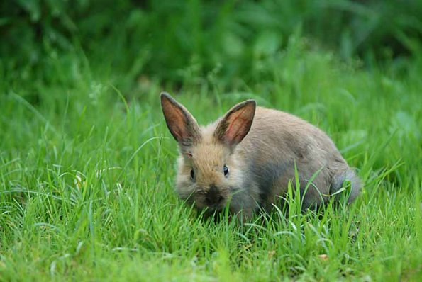 A hare in a grassy field uid 1529124