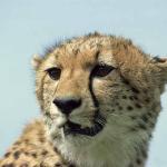 Acinonyx jubatus uid 1658472