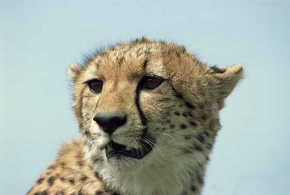 Acinonyx jubatus uid 1658472