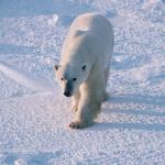 Aerial View Of Polar Bear  Cape Churchill Manitoba uid 1044450
