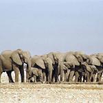 African Wildlife 00100