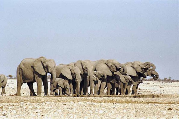 African Wildlife 00100