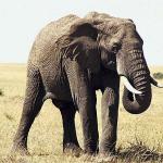 African Wildlife 0019
