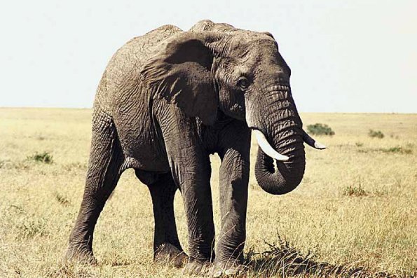 African Wildlife 0019