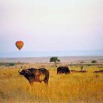 African Wildlife 0021