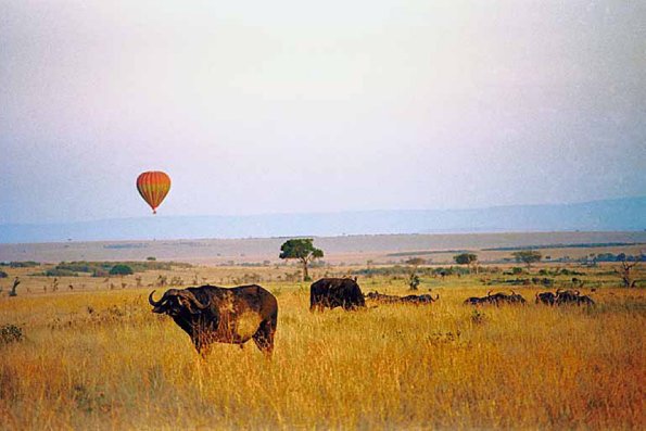 African Wildlife 0021