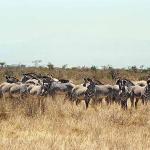 African Wildlife 0026