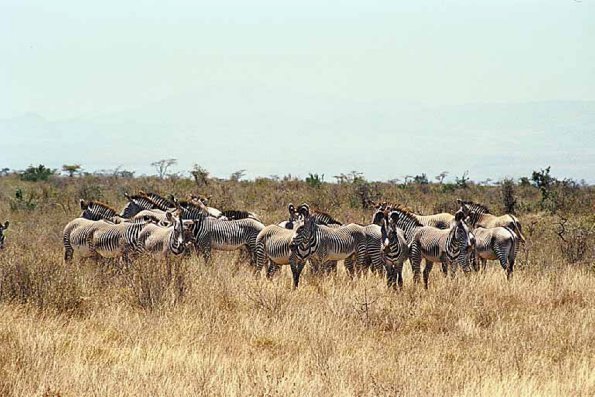 African Wildlife 0026