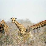 African Wildlife 0039