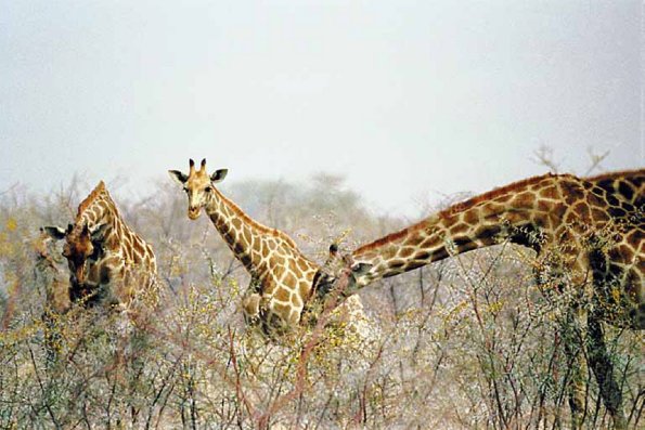 African Wildlife 0039