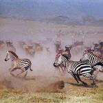 African Wildlife 0044