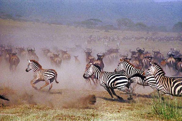 African Wildlife 0044