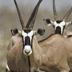 African Wildlife 0045