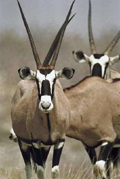 African Wildlife 0045