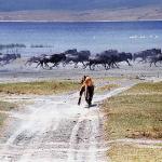African Wildlife 0050