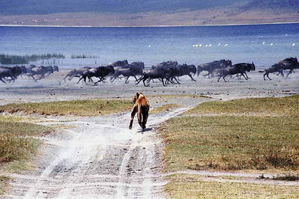 African Wildlife 0050