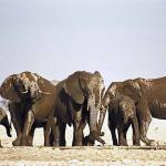 African Wildlife 0052