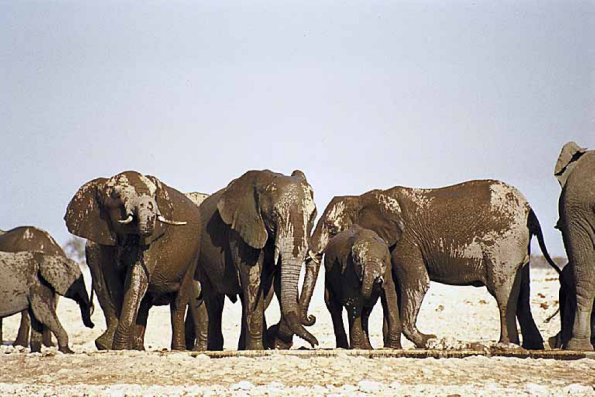 African Wildlife 0052