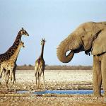 African Wildlife 0054