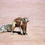 African Wildlife 0065