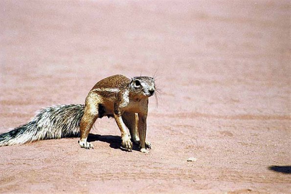 African Wildlife 0065
