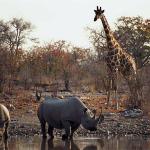 African Wildlife 0071