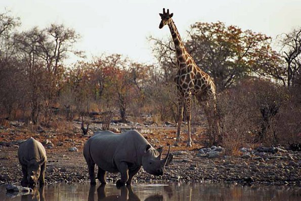 African Wildlife 0071