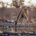 African Wildlife 0074