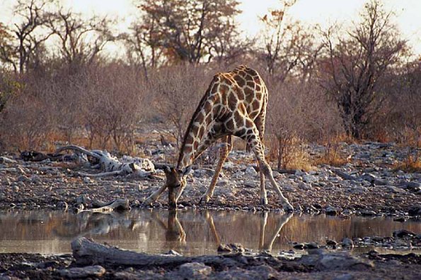African Wildlife 0074