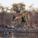 African Wildlife 0075