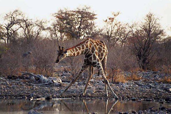 African Wildlife 0075