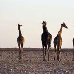 African Wildlife 0077