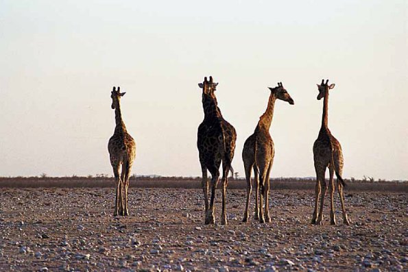 African Wildlife 0077