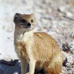 African Wildlife 0079