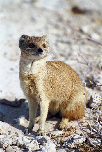 African Wildlife 0079
