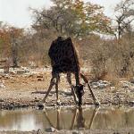 African Wildlife 0089