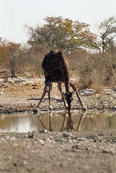 African Wildlife 0089