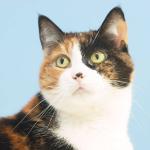 Alert cat uid 1273722