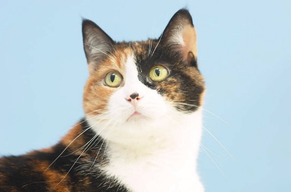 Alert cat uid 1273722