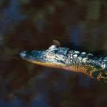 Alligator In Water uid 1044437