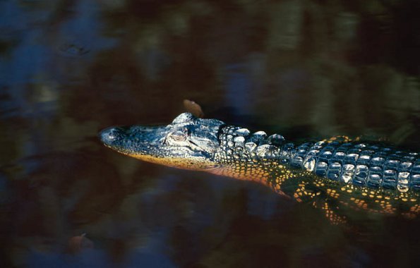 Alligator In Water uid 1044437