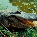 Alligator coming out of water