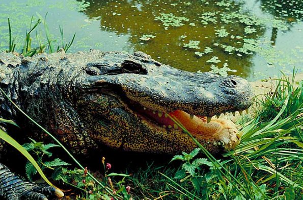 Alligator coming out of water