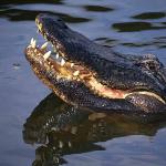 Alligator mississippiensis uid 1658288
