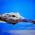 Alligator swimming in water