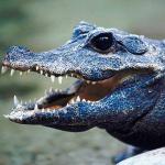 Alligator with open mouth an 1
