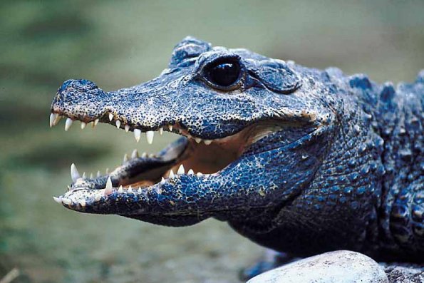 Alligator with open mouth an 1