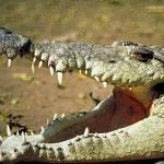 Alligator with open mouth an 2
