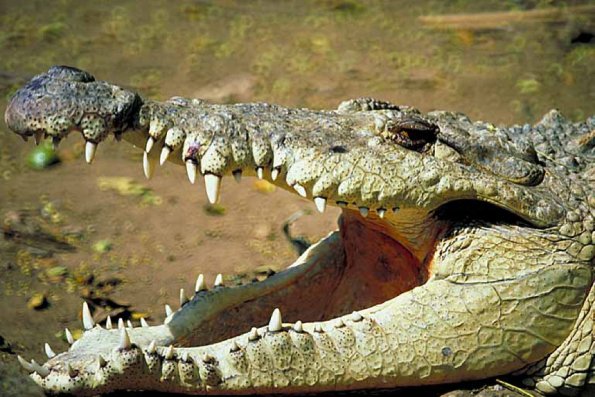 Alligator with open mouth an 2